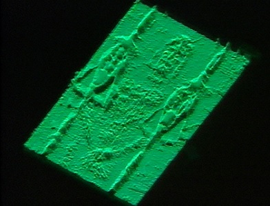 The frontal image of the Shroud by a VP-8 Image Analyzer.