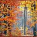 Autumn Book Reviews