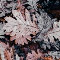 Book Reviews for Late Autumn 2018